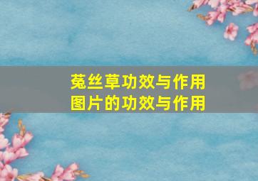 菟丝草功效与作用图片的功效与作用