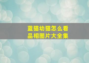 蓝猫幼猫怎么看品相图片大全集