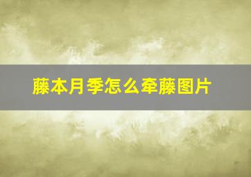 藤本月季怎么牵藤图片