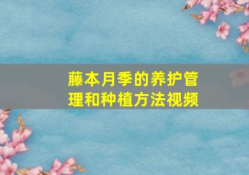 藤本月季的养护管理和种植方法视频