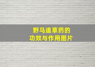 野马追草药的功效与作用图片