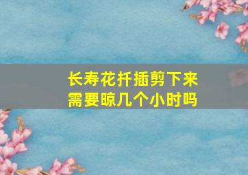 长寿花扦插剪下来需要晾几个小时吗