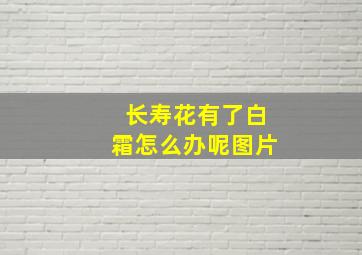 长寿花有了白霜怎么办呢图片