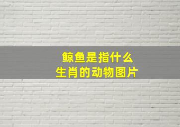 鲸鱼是指什么生肖的动物图片