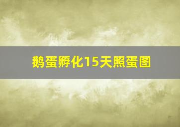 鹅蛋孵化15天照蛋图