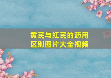 黄芪与红芪的药用区别图片大全视频